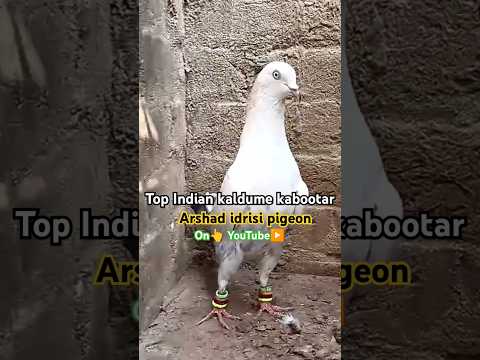 Top Indian Kaldume //#youtubeshorts #pigeonvideo #pigeonstatus #indianpigeon