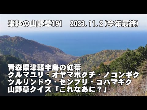 津軽の山野草191(津軽半島の紅葉、ｸﾙﾏﾕﾘ、ｵﾔﾏﾎﾞｸﾁ、ﾉｺﾝｷﾞｸ、ﾂﾙﾘﾝﾄﾞｳ、ｾﾝﾌﾞﾘ、ｺﾊﾏｷﾞｸ、山野草ｸｲｽﾞ、今年最終の挨拶)