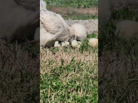 Beautiful silkie chickens #Shorts #cute #chicks #baby