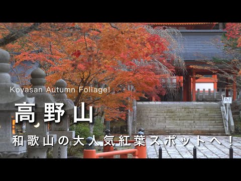 Wakayama vlog】Popular autumn foliage spots! Koyasan at its best 🍁