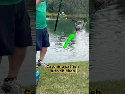 HOW TO Catch Catfish With Chicken Liver!! 🎣 #shorts #fishing