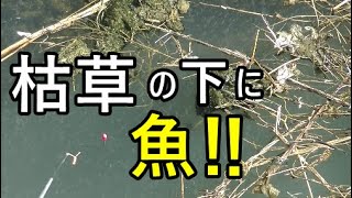 田んぼ横の用水路の深場が釣れる！【鴻巣市】