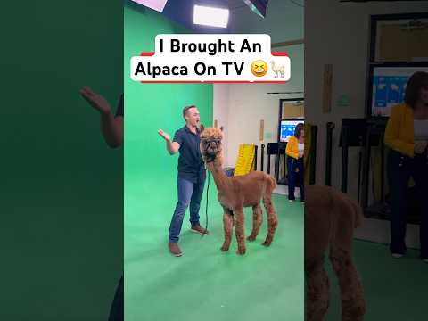 I Brought An Alpaca On TV 😆🦙#shorts #alpaca