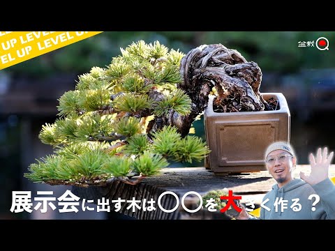 How to wire a Goyomatsu tree for exhibition [Bonsai Q]