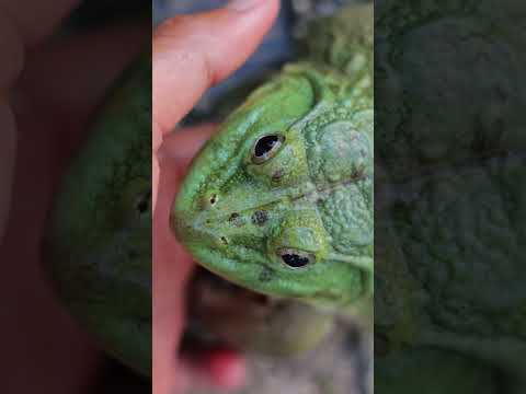 DIY pond for raising frogs😱🐸 🐸 🤪 #shorts