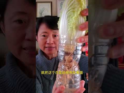 春天白菜苔摘到手软，就靠它了