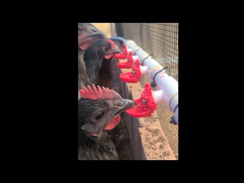 Simple DIY Chicken Waterer!