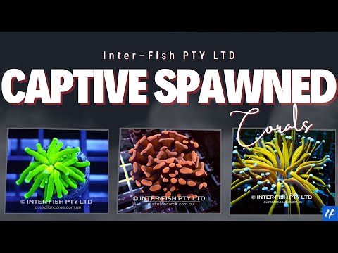 Incredible Captive Spawned Corals from Inter-Fish