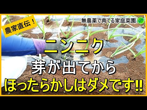 【にんにく栽培】芽が出て大きくなったらやるべきこと【有機農家直伝！無農薬で育てる家庭菜園】 24/11/5