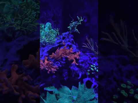 Quick update on my 4 meters reef tank