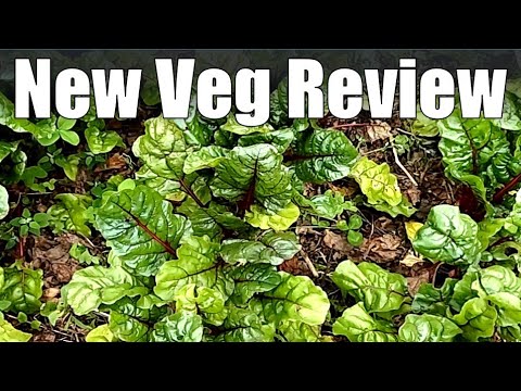 A Review of New Varieties I'm Trying This Year