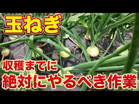 【玉ねぎ】収穫までに必ずやってほしい作業３選！収量に大きく差がつきます！