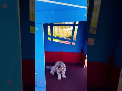 Cuties in the playhouse#dogs