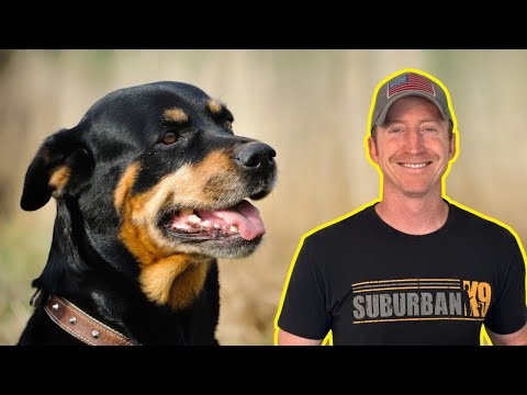 How to Prevent Aggression When Training Your Rottweiler!