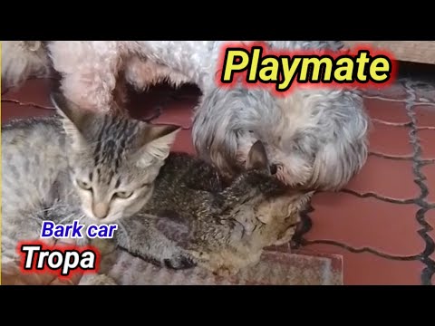 "Kitten: My Dog's Favorite Playmate"