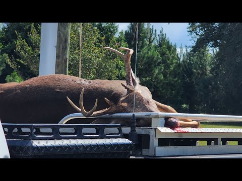 SC Deer Dog Drives 9/21/2024: Great hunt!