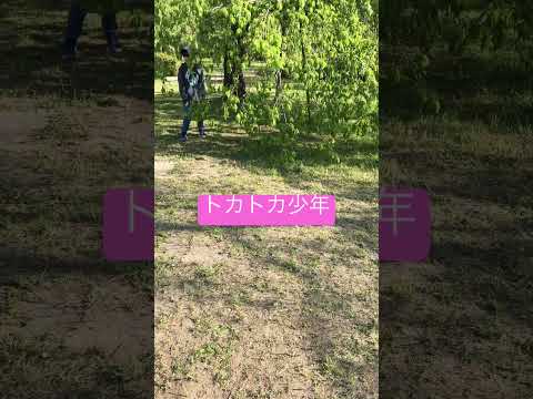 トカトカ少年　　　　　　　#shortsvideo #japan #news #cherryblossom #cute #usa #shorts  #tokatoka