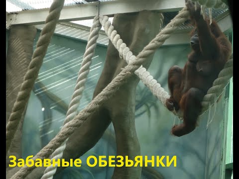 Московский зоопарк: Забавные ОБЕЗЬЯНЫ. Прикольные Обезьяны Смешное видео. Приколы с животными monkey