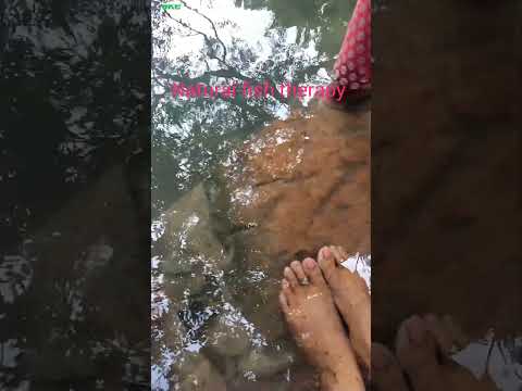 Natural fish therapy @Seetha matha koneru Japali#Japali#thirumala