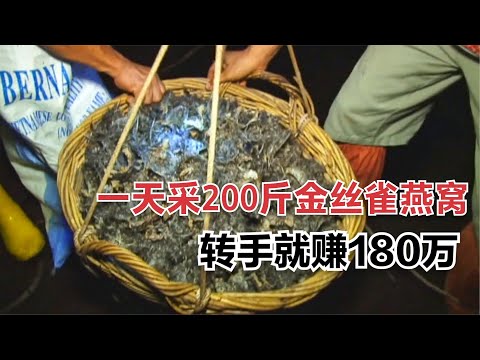 在马来西亚采金丝雀燕窝有多赚钱？一天采100公斤，能卖到180万