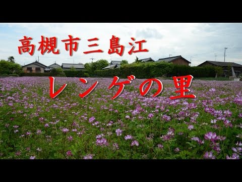 【Kansai Outing Spot】Village of Renge which blooms at Mishimae in Takatsuki city