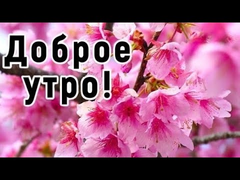 Доброе утро! Пусть все будет отлично! Красивое пожелание с добрым утром! Красивая видео открытка!