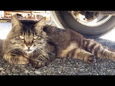 伊豆大島のショッピングセンターの駐車場に居る店長ネコ