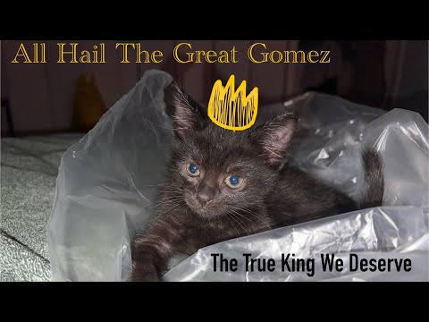 COOL CAT ASMR (king Gomez plays with plastic)