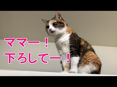 高い所から助けを求める三毛猫のんちゃん！おしゃべりペット