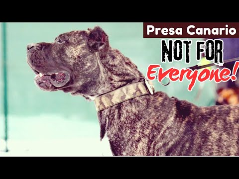 Why Presa Canarios Are Not for Everyone || A Powerful Breed