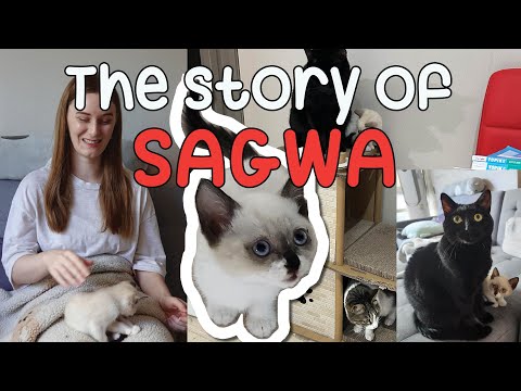 The Story of How We Adopted a Stray Kitten in Korea 🐱 Sagwa's Story