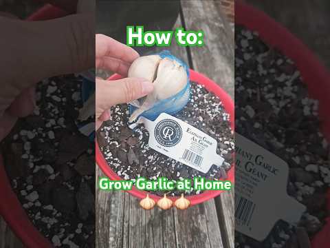 EASILY Grow Storebought Garlic!