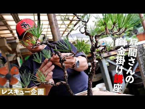 Make unsold wood. Daytime teacher's wire hanging course [Bonsai Q]