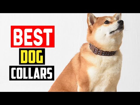 ✅Top 5 Best Dog Collars of 2023