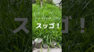 肥料で爆裂した芝と雑草の見分け方⛳️芝生観察9月22日