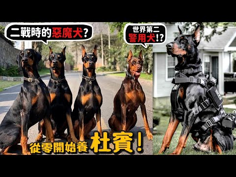 【從零開始養】杜賓犬!二戰時的惡魔犬?世界第二警用犬?跟柴犬差別?時速堪比機車!智勇雙全的狗?【許伯簡芝】Doberman Pinscher