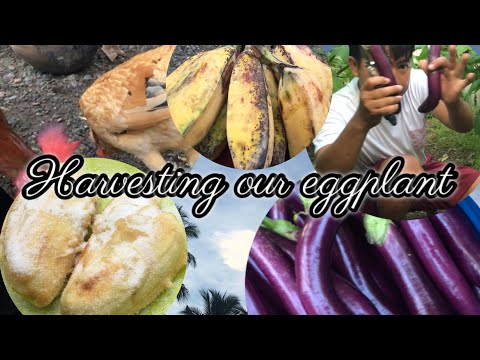 HARVESTING OUR EGGPLANT! COOKING FAVORITE FILIPINO MERIENDA! COUNTRYSIDE LIFE!