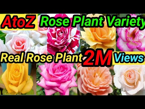 AtoZ Real 🌹 Plant Variety! Rose Plant 🥀 variety Rose Plant Variety India ! Rose Plant in India