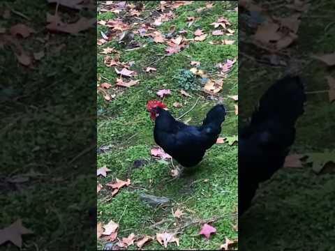 Из Сочи👋Раскукарекались🐓☺