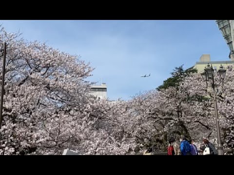 Hidden Japan   80      富山市松川べり満開の桜　　Cherry blossoms in full bloom