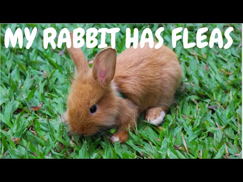 My Rabbit Has Fleas