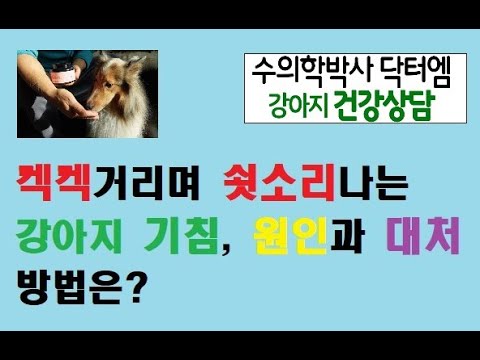 켁켁거리고 쇳소리 비슷한 기침하는 강아지, 원인과 대처법은?