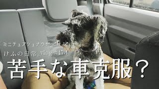 苦手な車克服！？けふの日常。【miniature schnauzer 】 【 vlog 】 #473