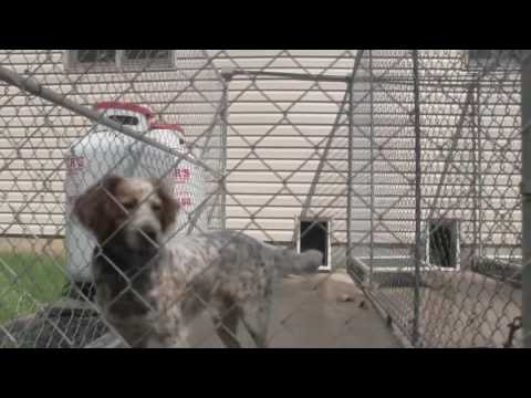 Lion Country Kennel Tour