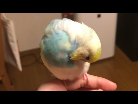 綺麗な羽の色をしたインコ