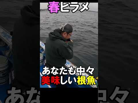 あれ？足が付いてる‼ #ホウボウ #ヒラメ釣り #泳がせ #活イワシ #腰越