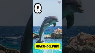 A to Z Sea Mammals 🌊 | Fun Ocean ABC for Kids! 🐋 | #abcd #kids #shorts #viralvideo #learning