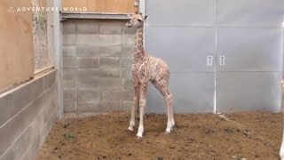 2019年10月18日誕生！アミメキリンの赤ちゃん～October 18, 2019 birth！Baby of Reticulated giraffe～