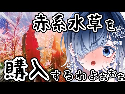 【アクアリウム】後景の赤系水草を購入したい！！┋チャプター付き 【声優系Vtuber / 初雪セツナ】