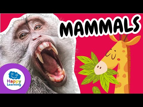 All About Mammals🐻: Fascinating Facts and Unique Characteristics | @HappyLearningENG